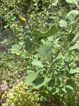 Chenopodium oahuense (Meyen) Aellen的图像