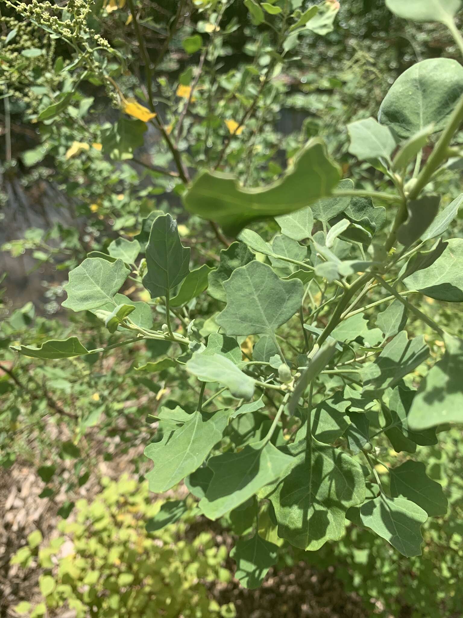 Chenopodium oahuense (Meyen) Aellen的图像
