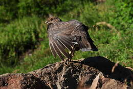 Imagem de Dendragapus fuliginosus (Ridgway 1873)