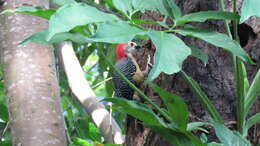 Image of Jamaican Woodpecker