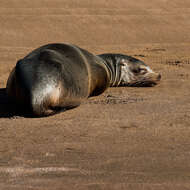 Image of Galapagos Sea Lion