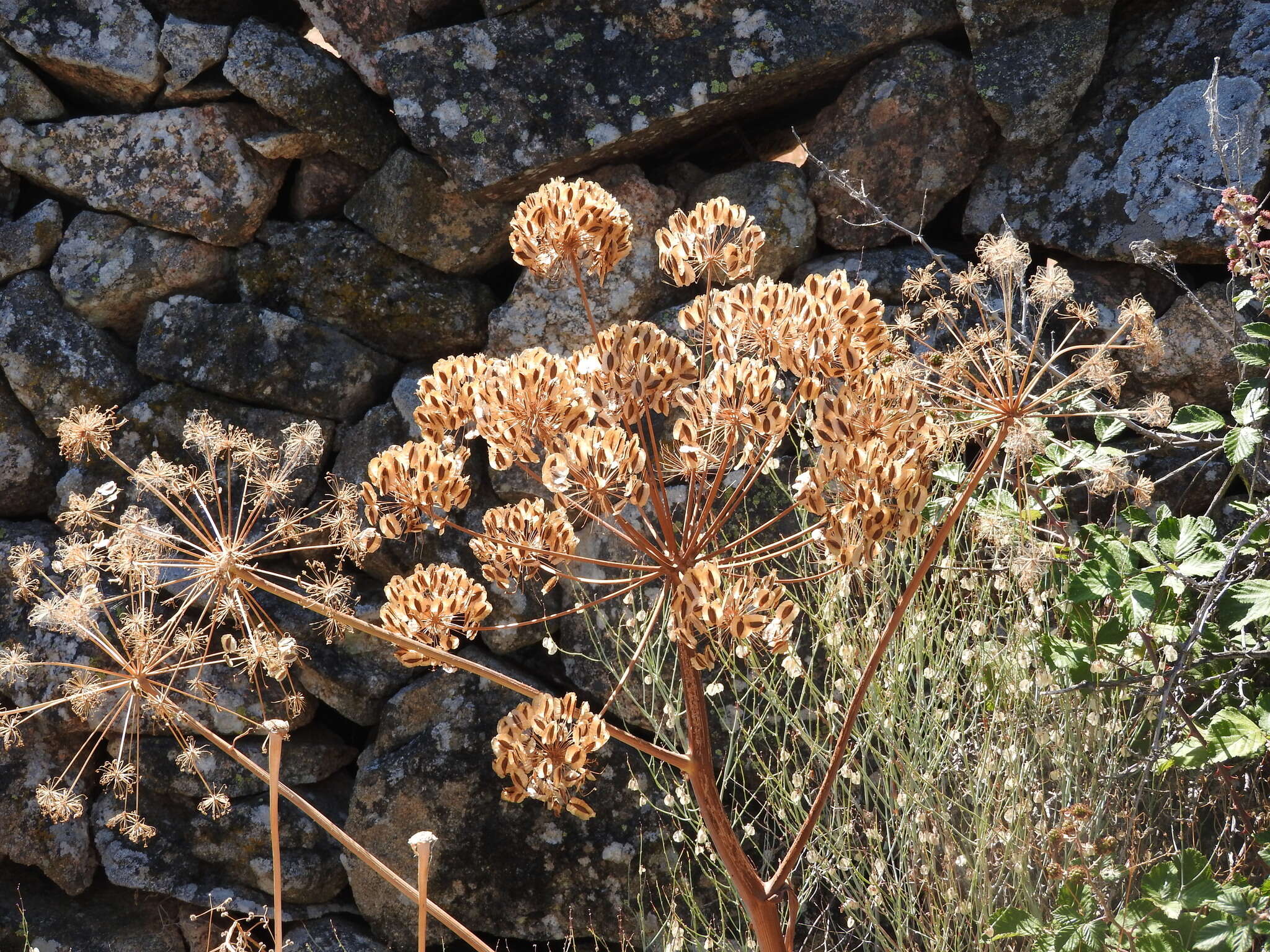 Sivun Thapsia villosa L. kuva