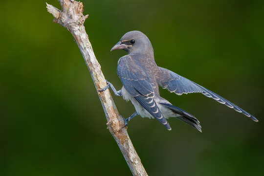 Image of Ashy Wood Swallow