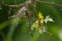 Image of Macromia annulata Hagen 1861