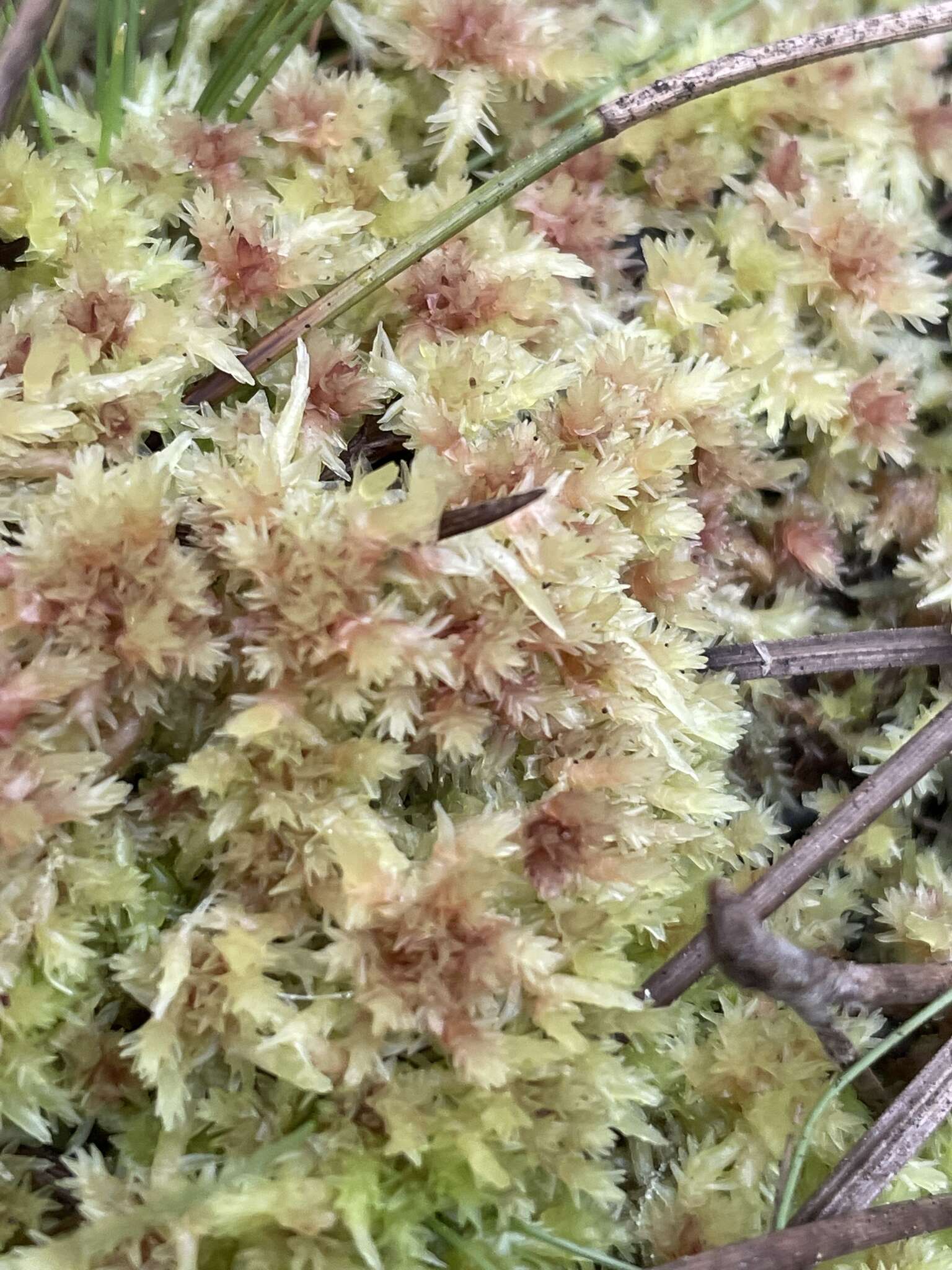 Image of blushing bog-moss