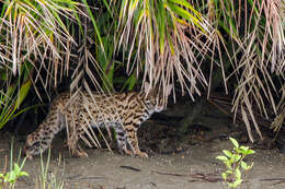 Image of Leopard Cat