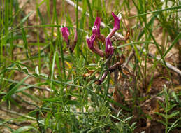 Image of Astragalus sanctus Boiss.