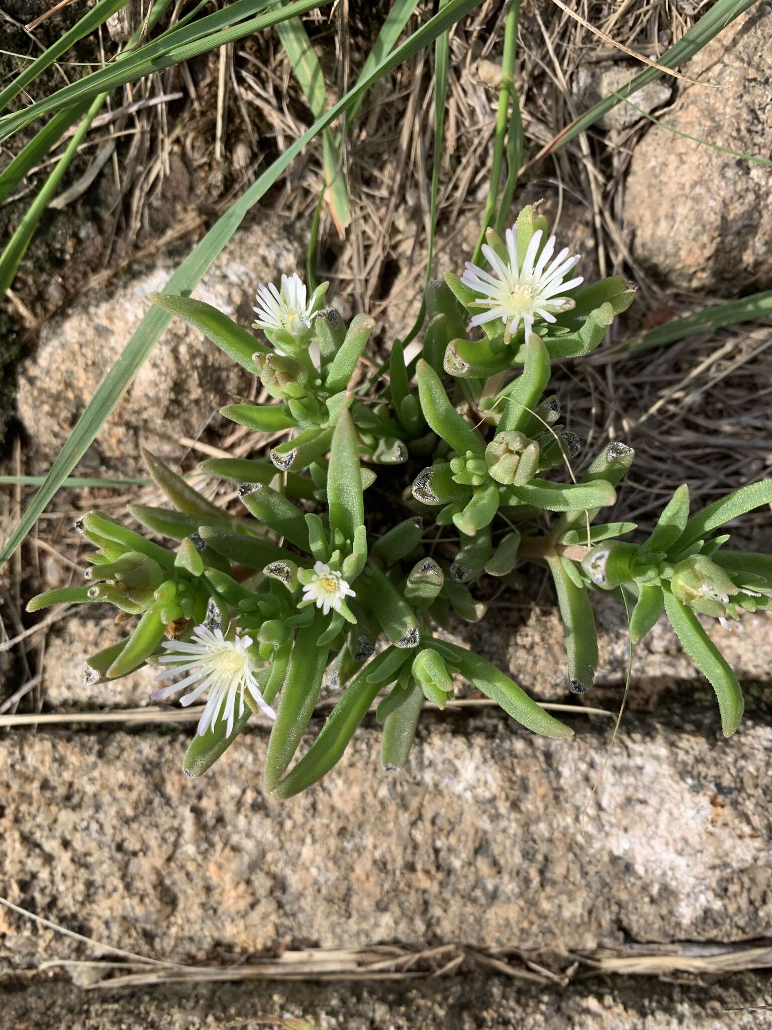 Imagem de Delosperma herbeum (N. E. Br.) N. E. Br.