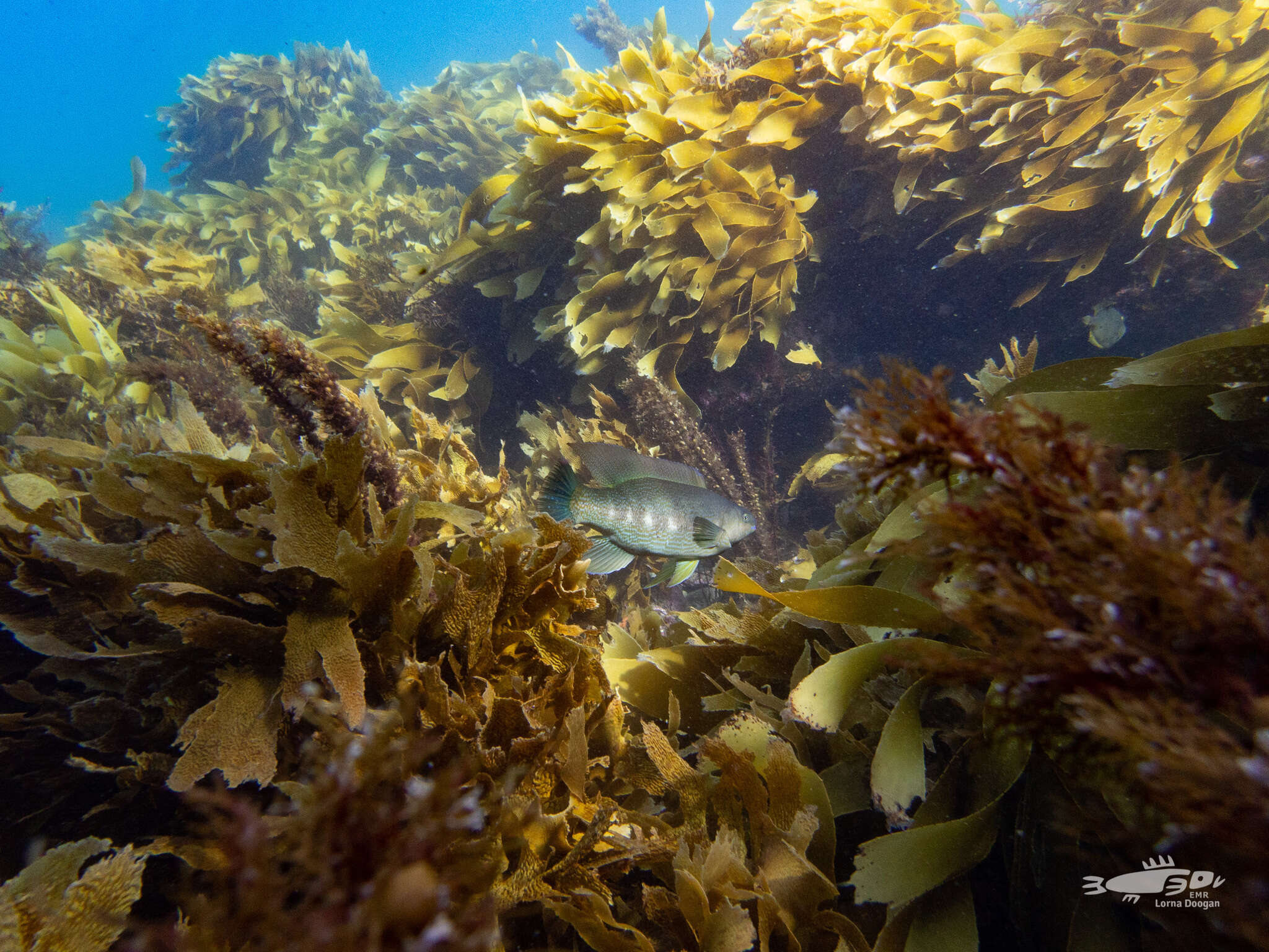 Image of Butterfish