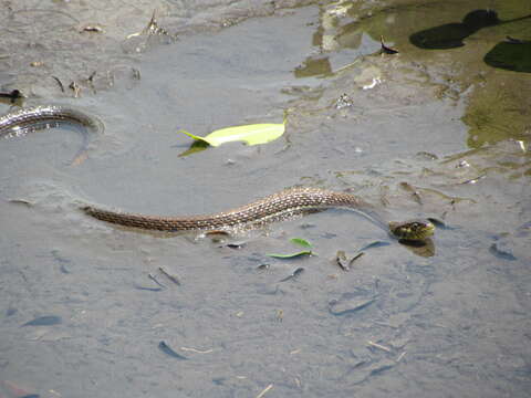 Image of Thamnophis eques scotti Conant 2003