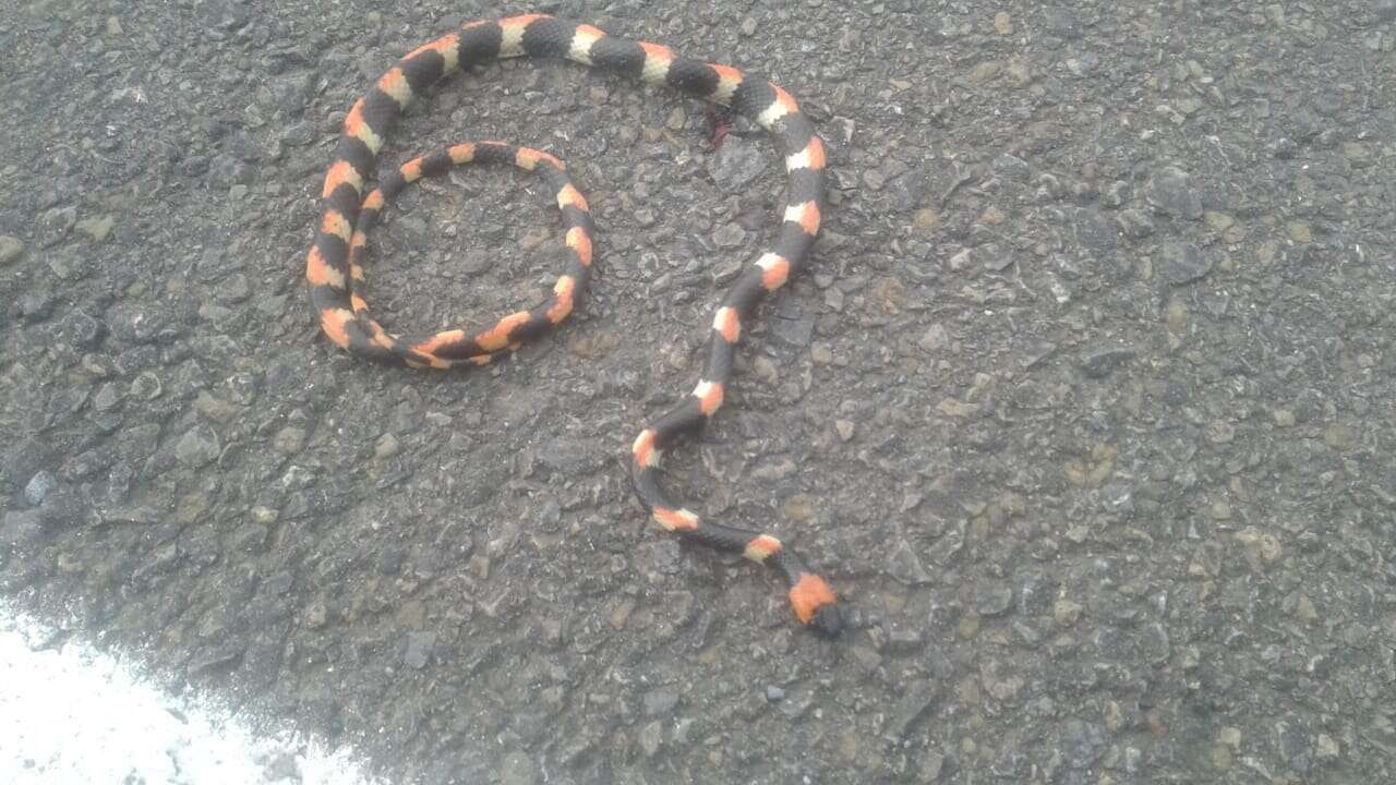 Image of Werner's False Coral Snake