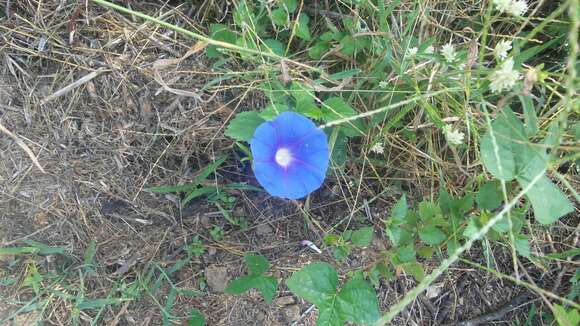 Image of whiteedge morning-glory