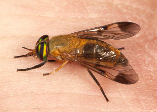 Image of Yellow Fly of the Dismal Swamp