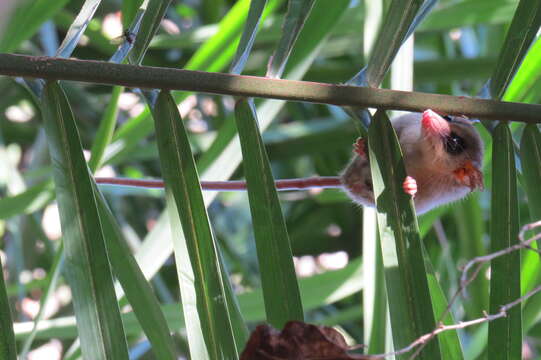 Image of Agile Gracile Mouse Opossum