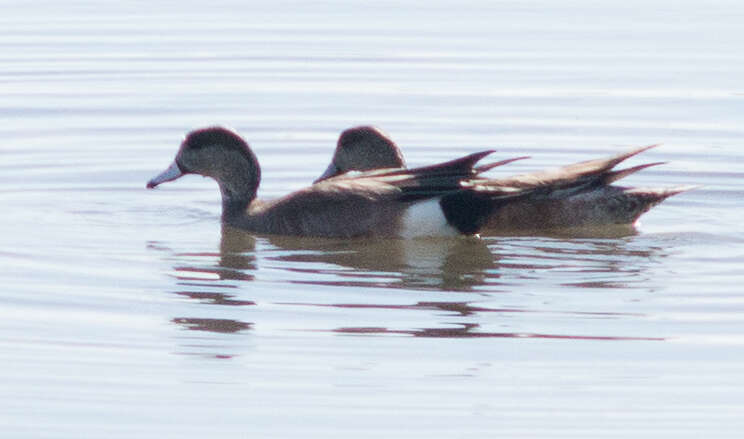 Image of American Wigeon