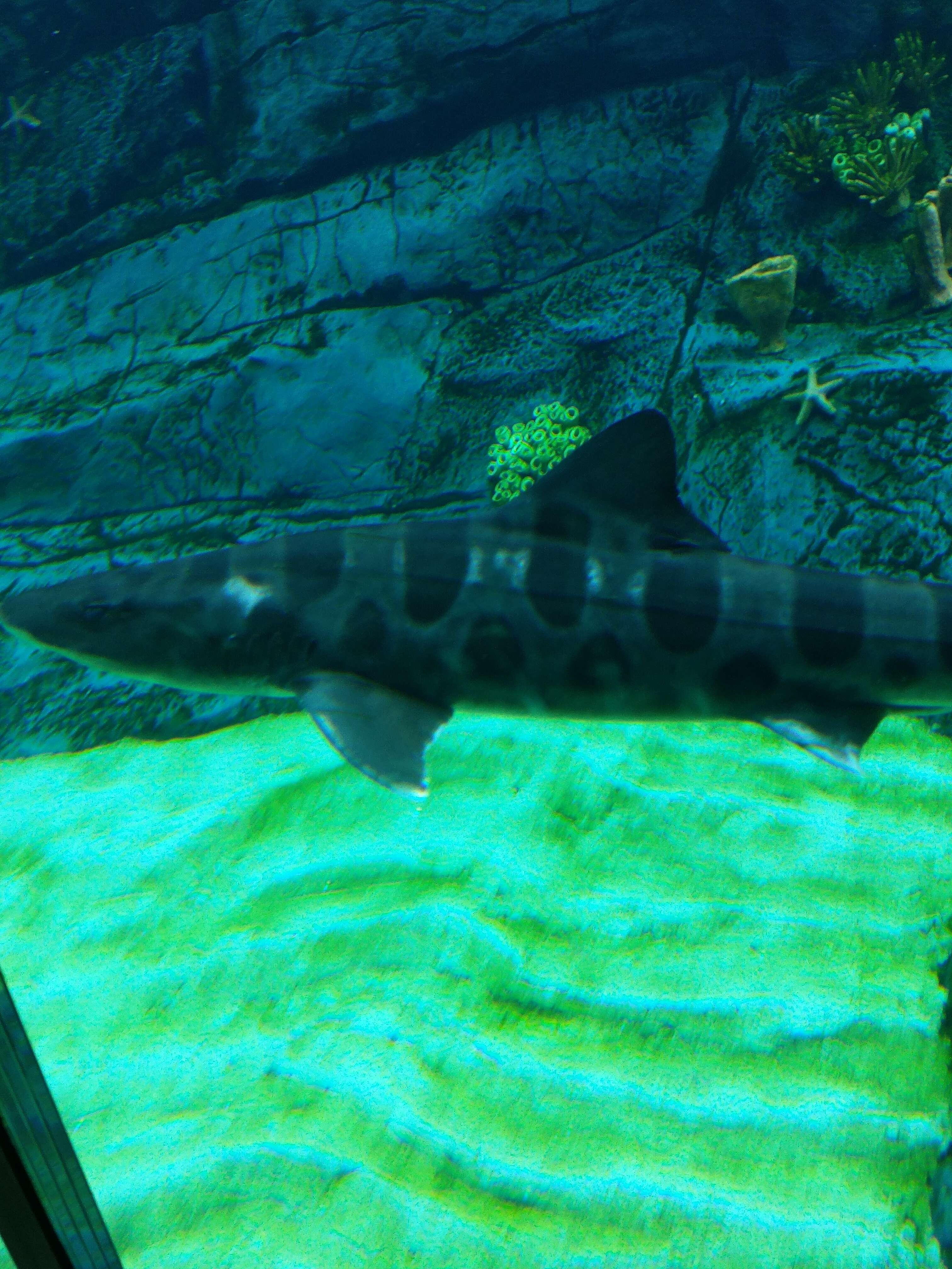 Image of Leopard Shark