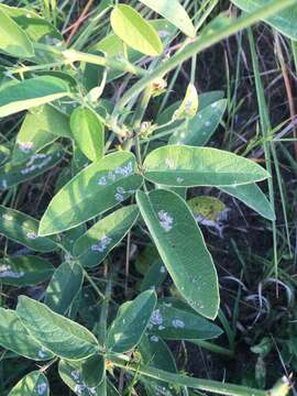 Image of Illinois ticktrefoil