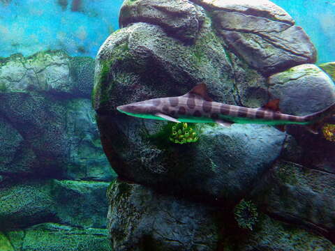 Image of Leopard Shark