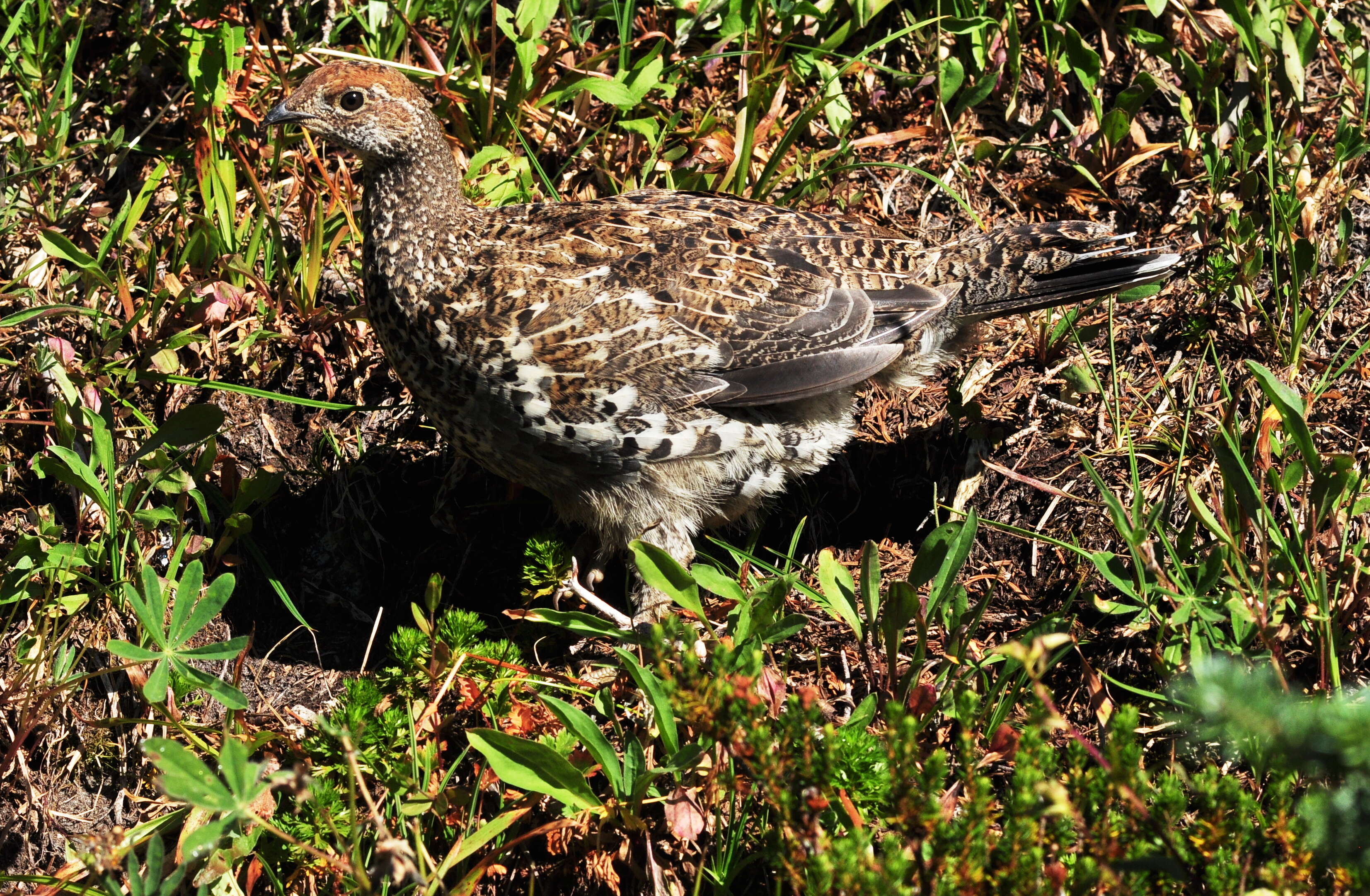 Imagem de Dendragapus fuliginosus (Ridgway 1873)