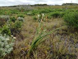 Image of Albuca fastigiata Dryand.