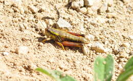 Melanoplus bivittatus (Say 1825)的圖片