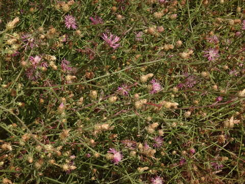 Image of Centaurea spinosociliata Seenus