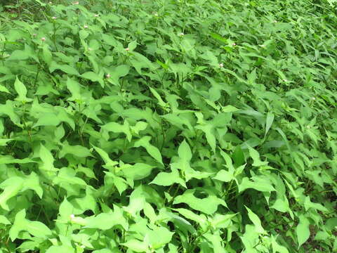 Image of Persicaria thunbergii (Sieb. & Zucc.) H. Gross