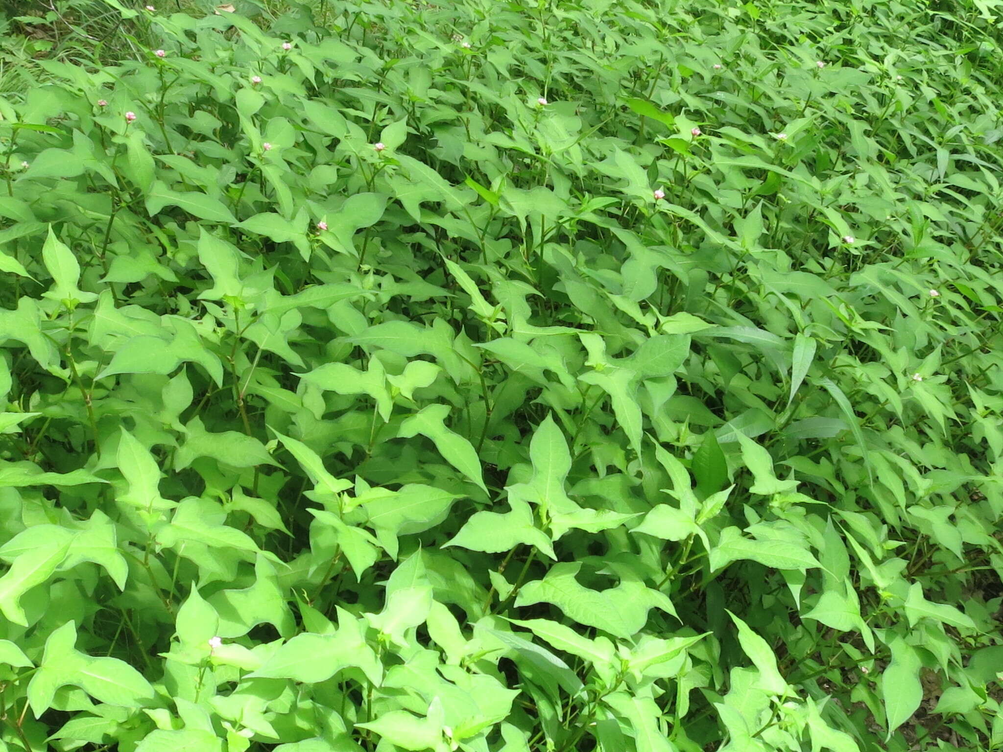 Sivun Persicaria thunbergii (Sieb. & Zucc.) H. Gross kuva