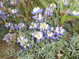 Image of Lindley's Varied Lupine