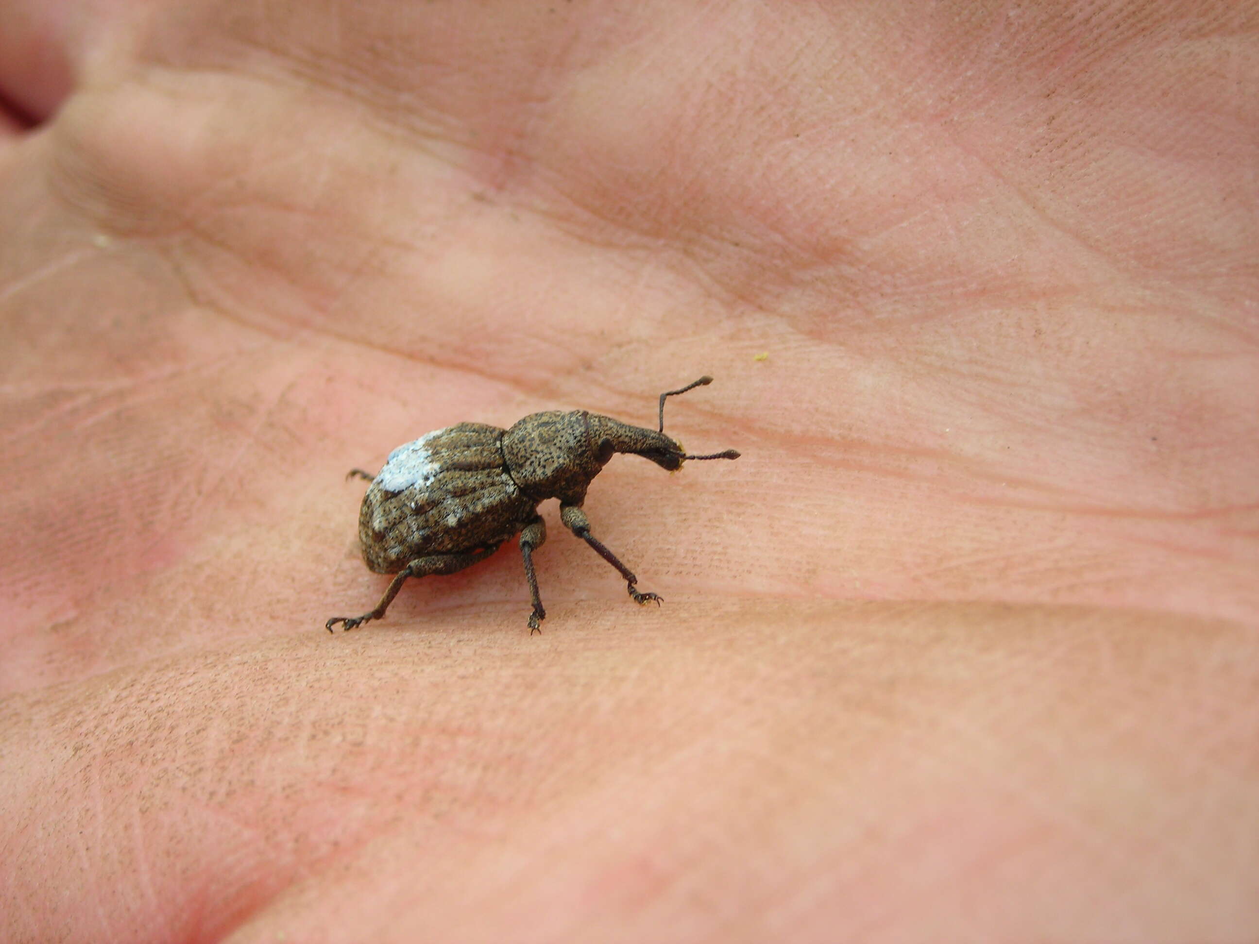 Image of Hadramphus tuberculatus