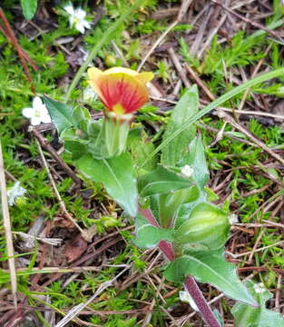 Oenothera epilobiifolia Kunth的圖片