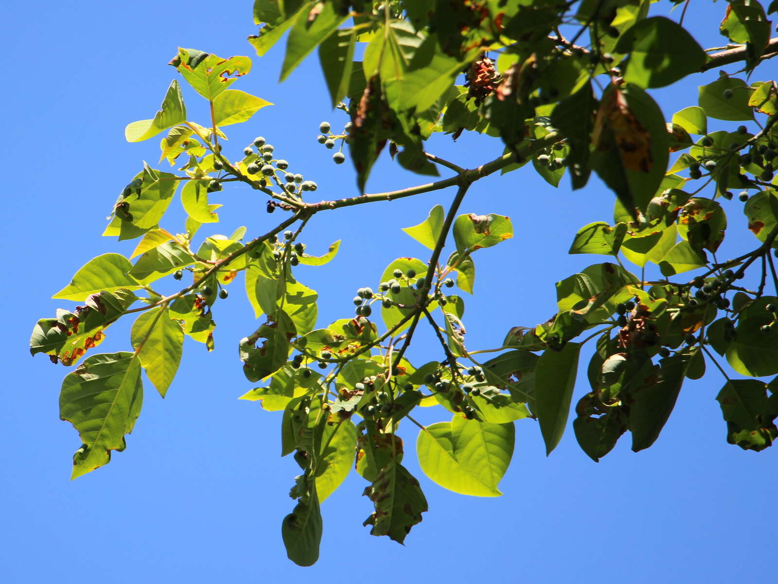 Sivun Homalanthus novoguineensis (Warb.) K. Schum. kuva