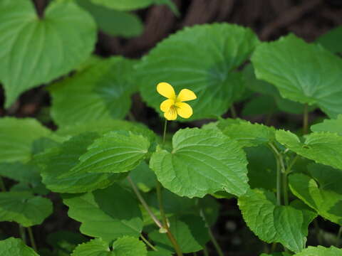 Image of Viola brevistipulata (Fr. & Sav.) W. Becker