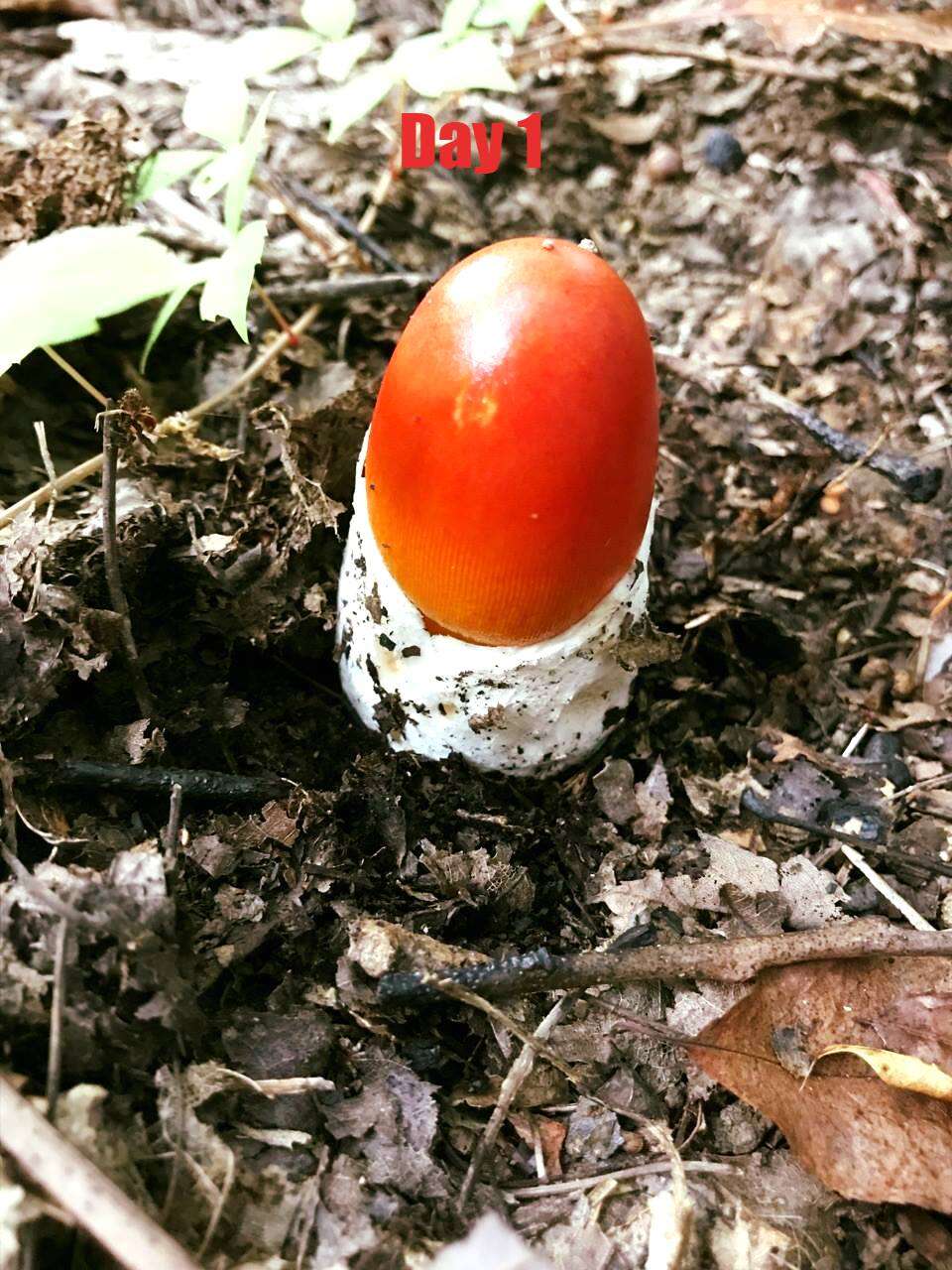 Image of American Caesar's Mushroom