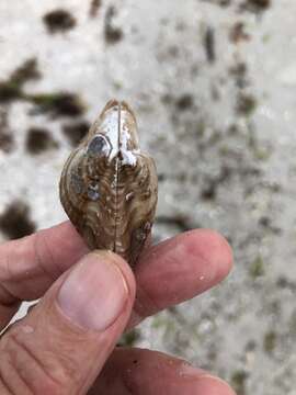 Image of Atlantic wing-oyster