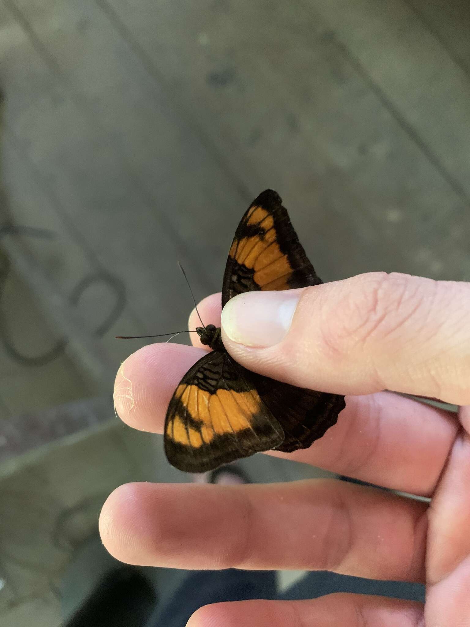 Image de <i>Adelpha mesentina</i>