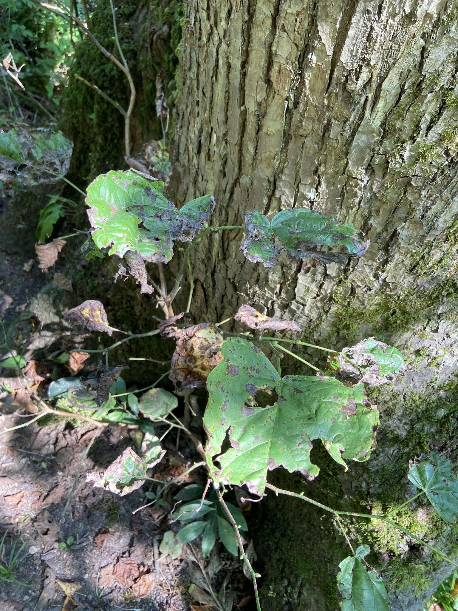 Image of Tilia croizatii Chun & H. D. Wong