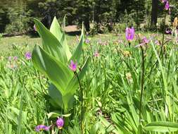 صورة Veratrum californicum Durand