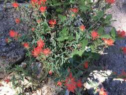 Image of wavyleaf Indian paintbrush