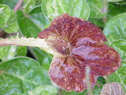 Image de Aristolochia lindneri A. Berger