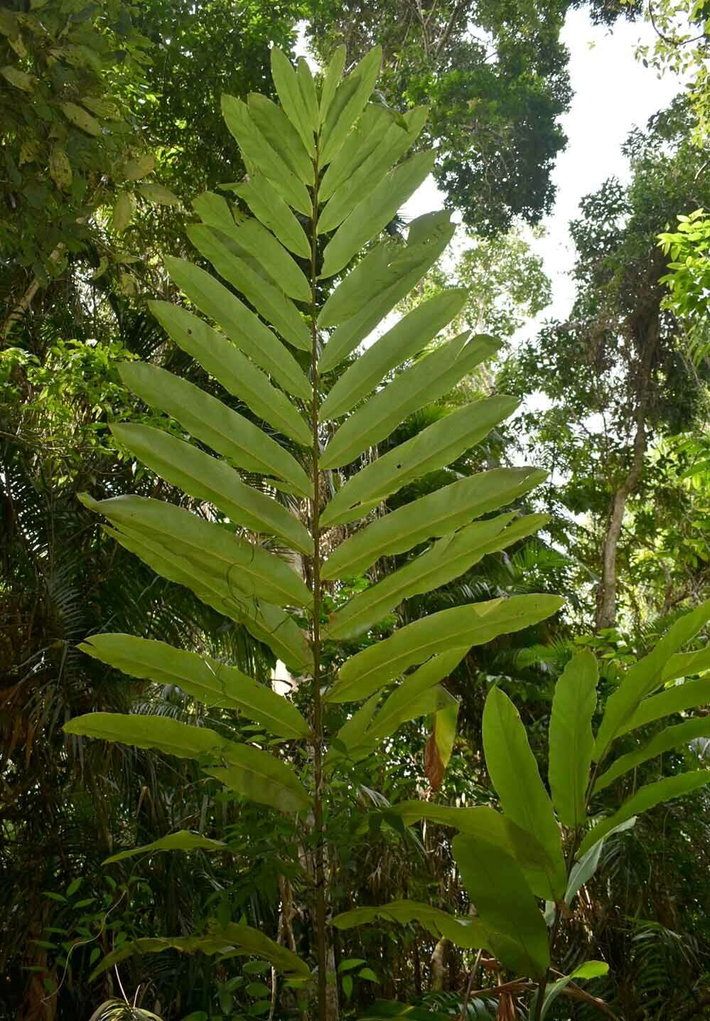 Слика од Hornstedtia scottiana (F. Muell.) K. Schum.