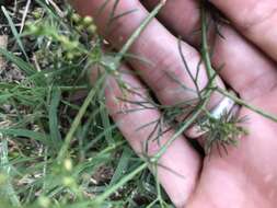 Image of Butler's sandparsley