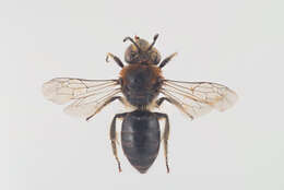 Image of Northern colletes