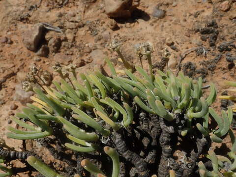 Image of Monilaria moniliformis (Thunb.) Ihlenf. & Joergens.