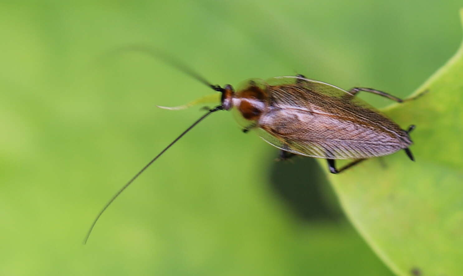 Image of Ectobius (Ectobius) erythronotus Burr 1898