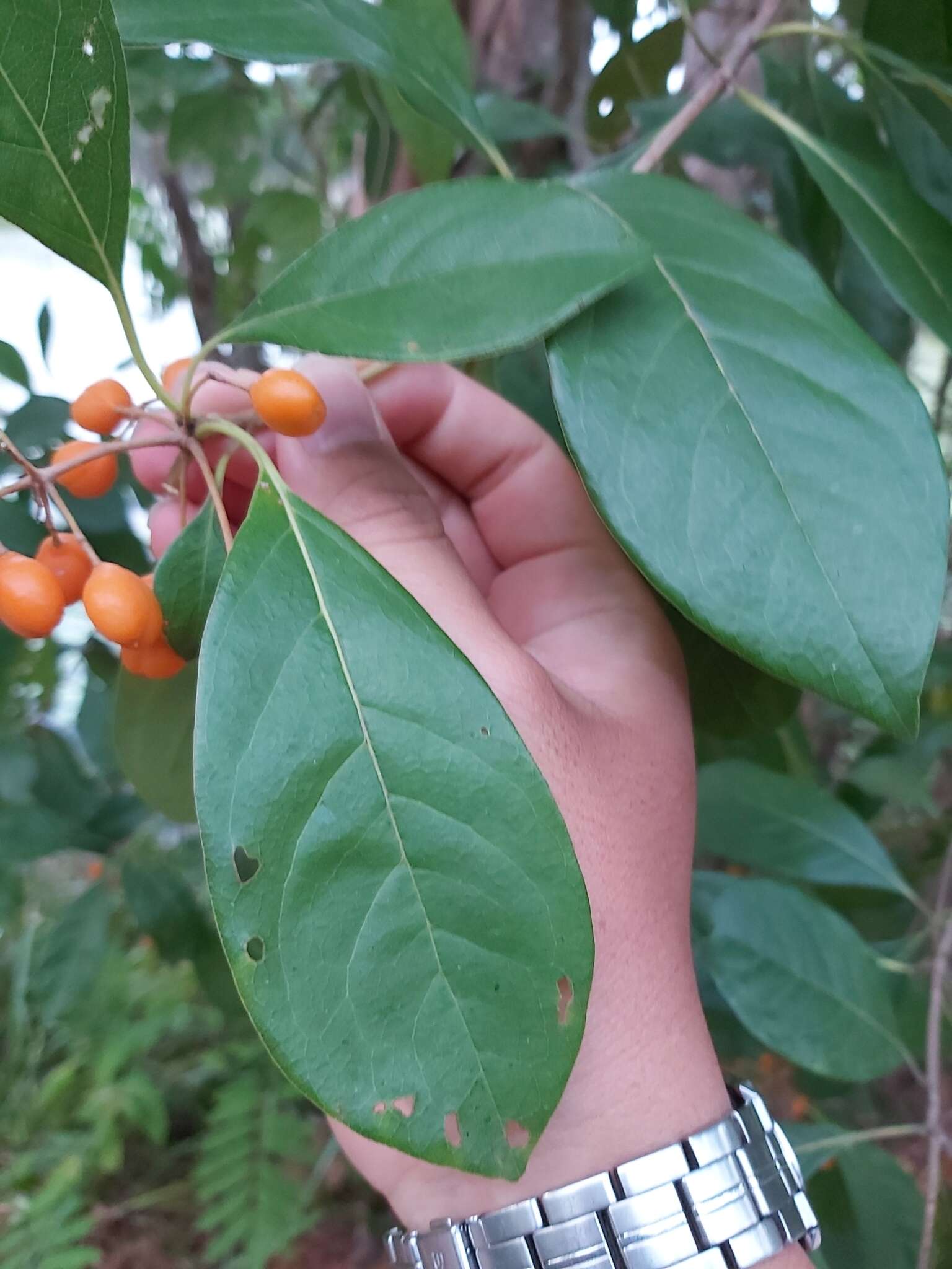 Image of Rusty Pittosporum