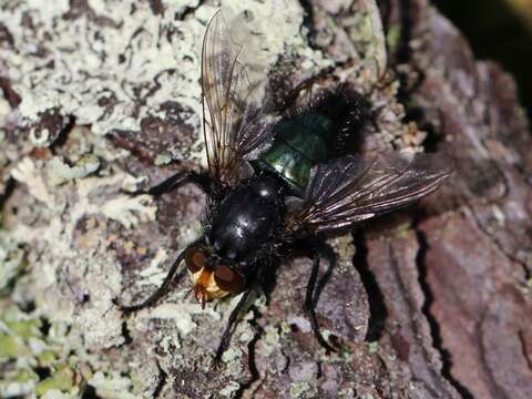 Image of bluebottle blow fly