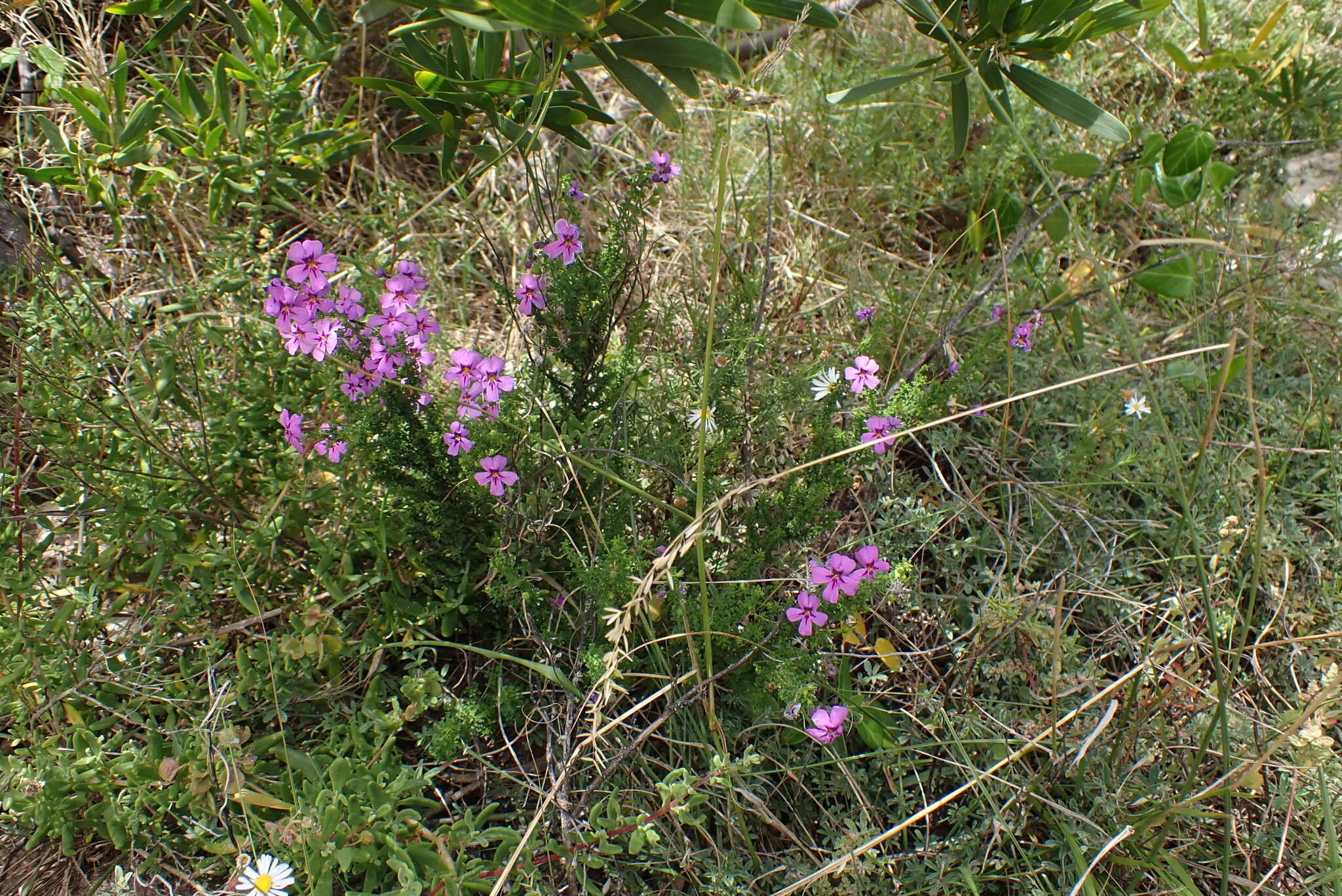 Image of Jamesbrittenia tenuifolia (Bernh.) O. M. Hilliard