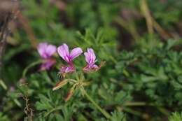 Image of Pelargonium multicaule Jacq.