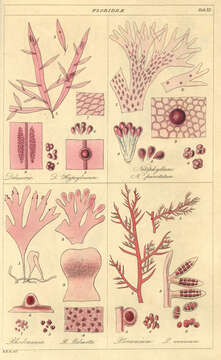 Image of Florideae